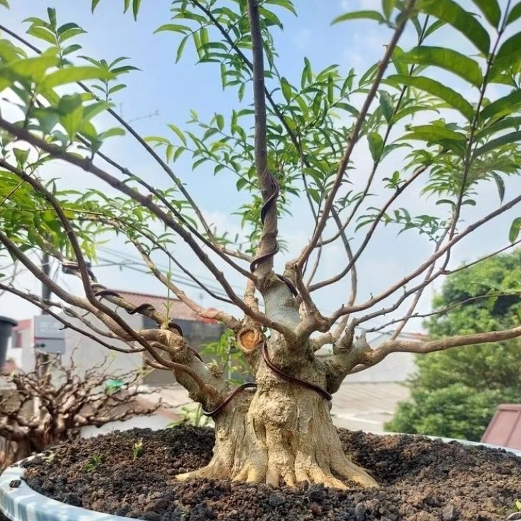 Bonggol Anting Putri Batang Putih