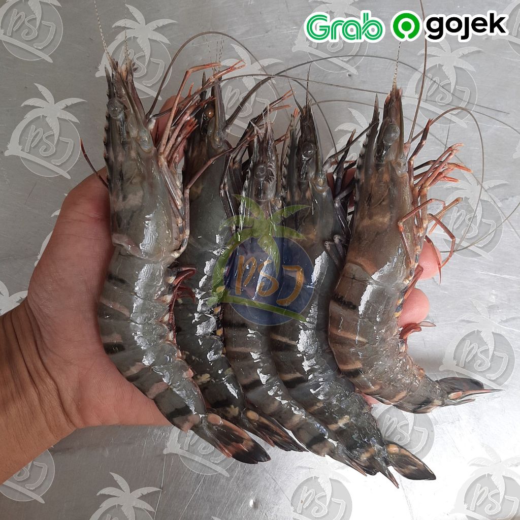 Udang Segar Besar / Udang Tiger / Pancet Segar / Windu sz 15-20 | Udang tiger ak 15