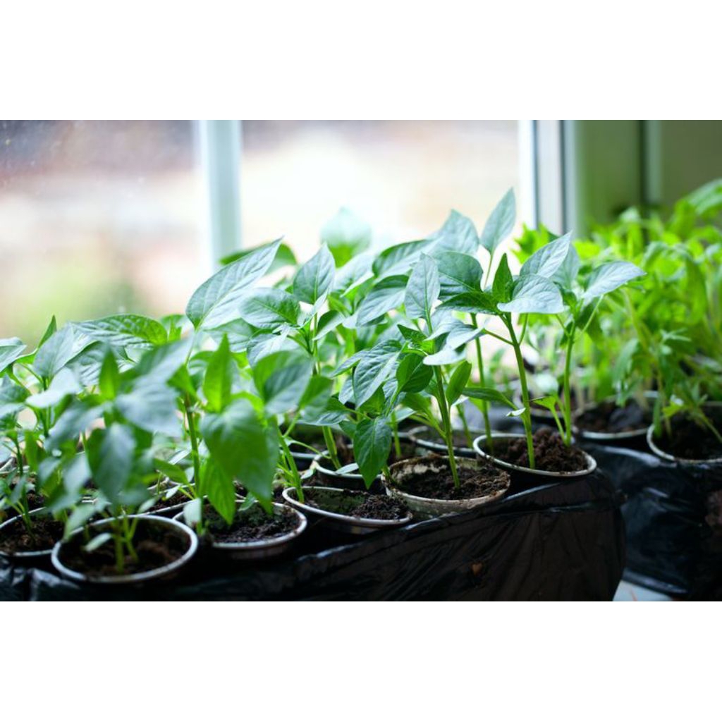 Bibit cabe rawit siap tanam/2 bibit