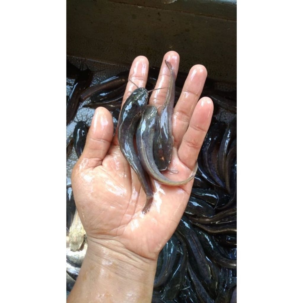 Bibit Lele Sangkuriang 7-8cm 300 Ekor Free Pakan PF800 500gr - Benih Lele Unggul Siap Panen Murah