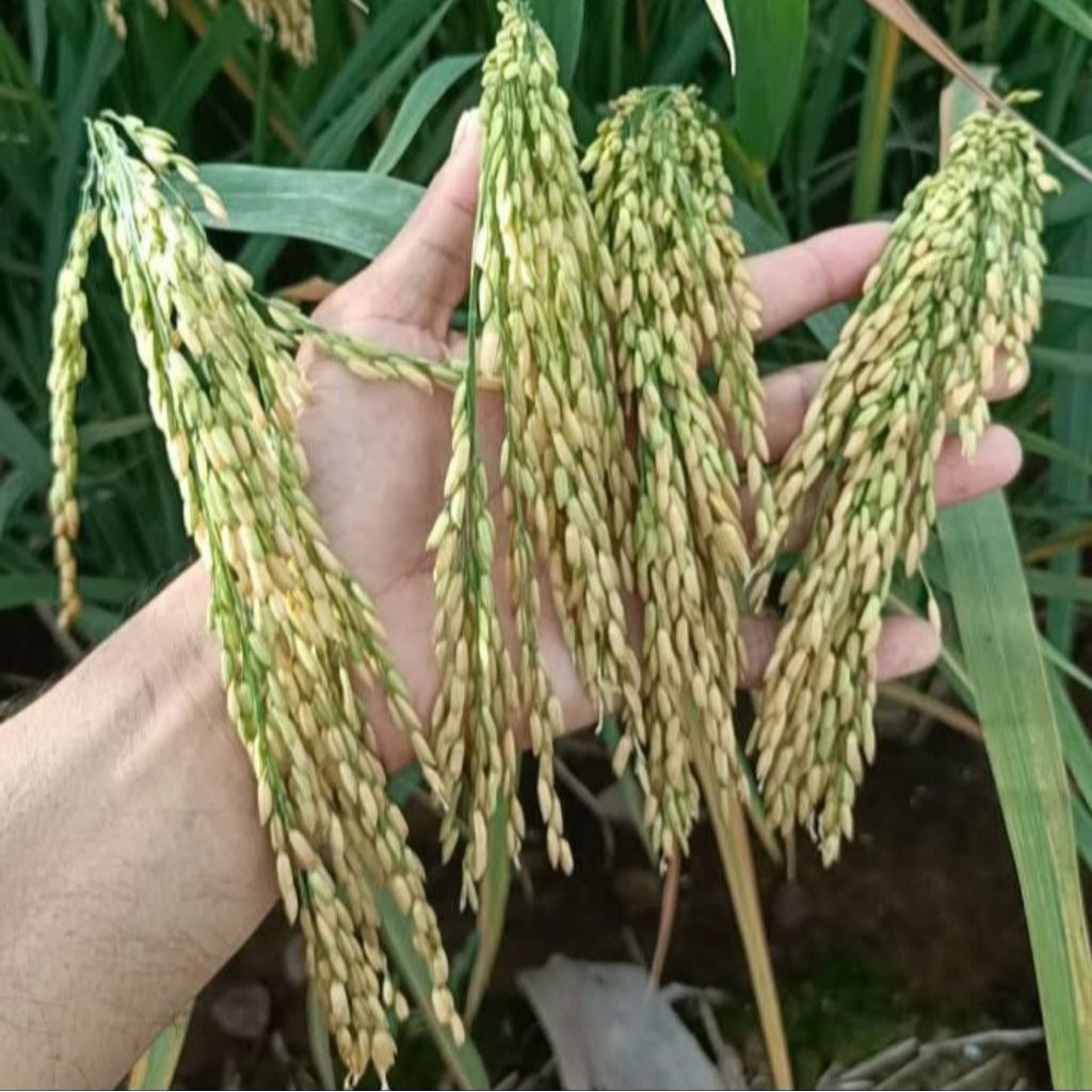 BENIH PADI SUPER UNGGUL VARIETAS CIGEULIS KEMASAN 1KG