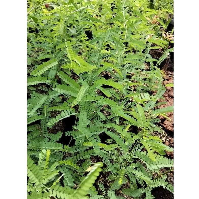 Tanaman Herbal Daun Saga || Pohon Saga || Daun Saga