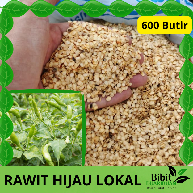 600 butir biji benih cabe rawit hijau lokal kualitas super