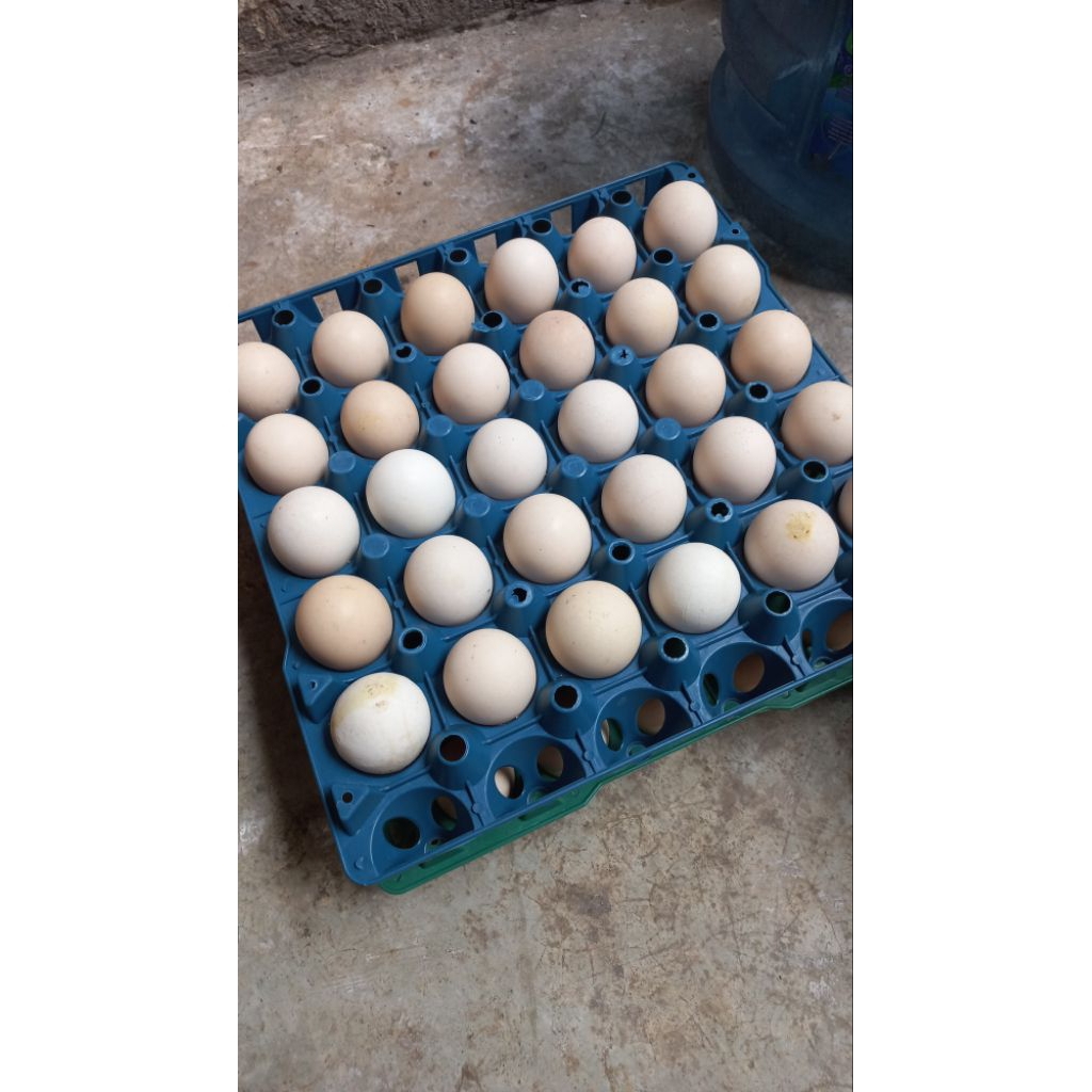 Telur Fertil Ayam Kampung Jenis Elba (Ecer)