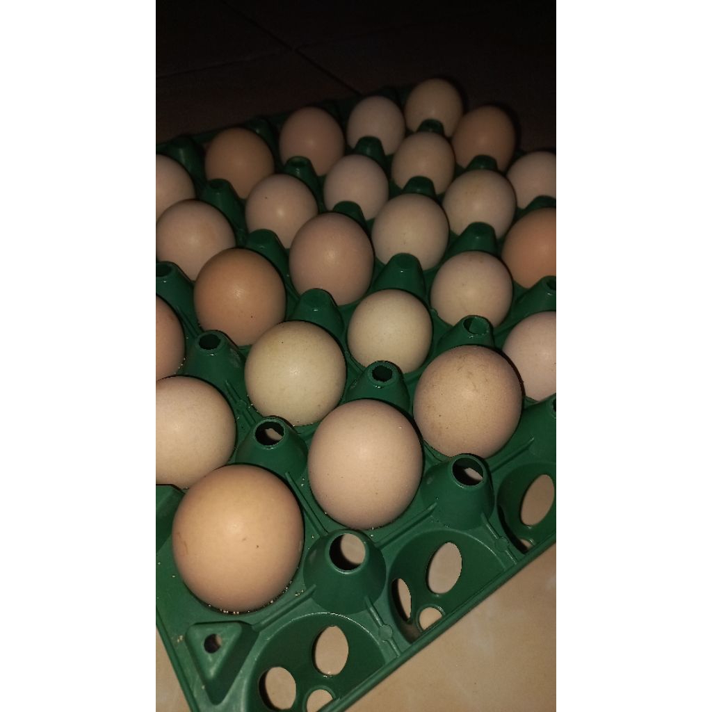 Telur Ayam Kampung KUB 2 Janaka