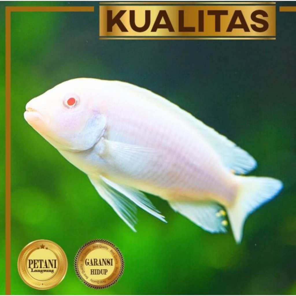 Isi 10 ekor Snow White Cichlid