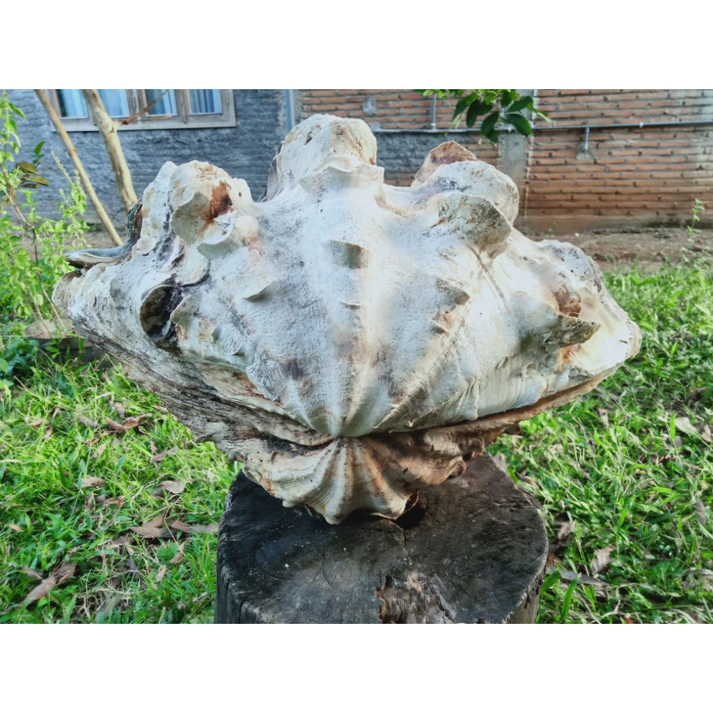cangkang kerang laut purba setangkup super jumbo panjang -+50cm