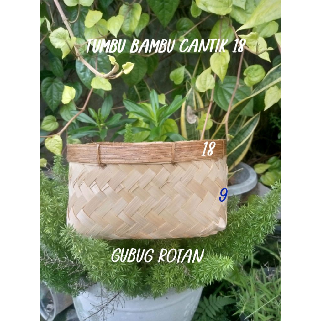 Tumbu Bambu Cantik 18