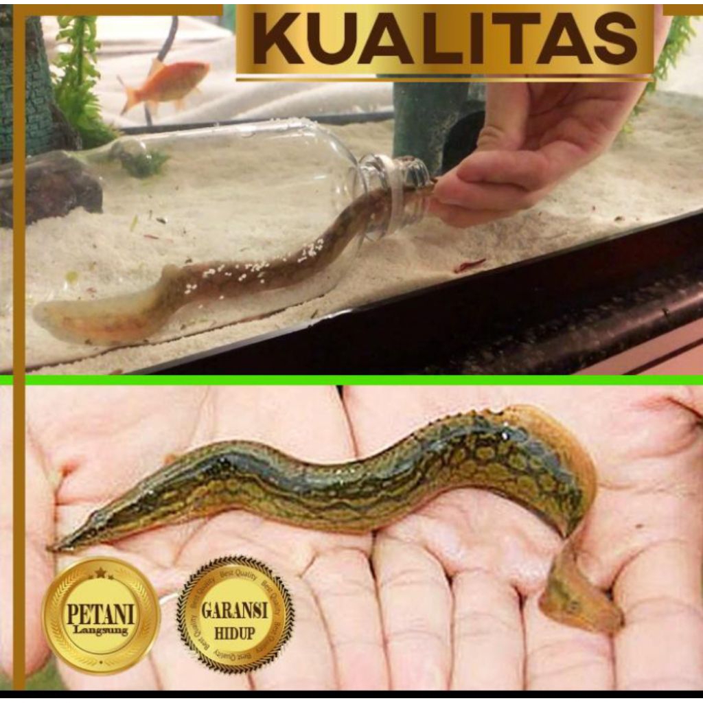 Sili Bambu 10cm+ Ikan Hias Aquascape