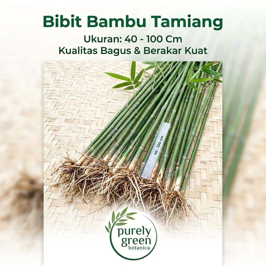 Bibit Bambu Tamiang