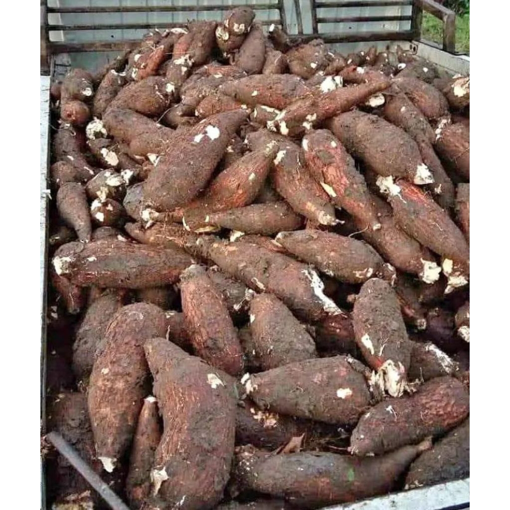bibit ubi kayu atau di sebut singkong batang singkong