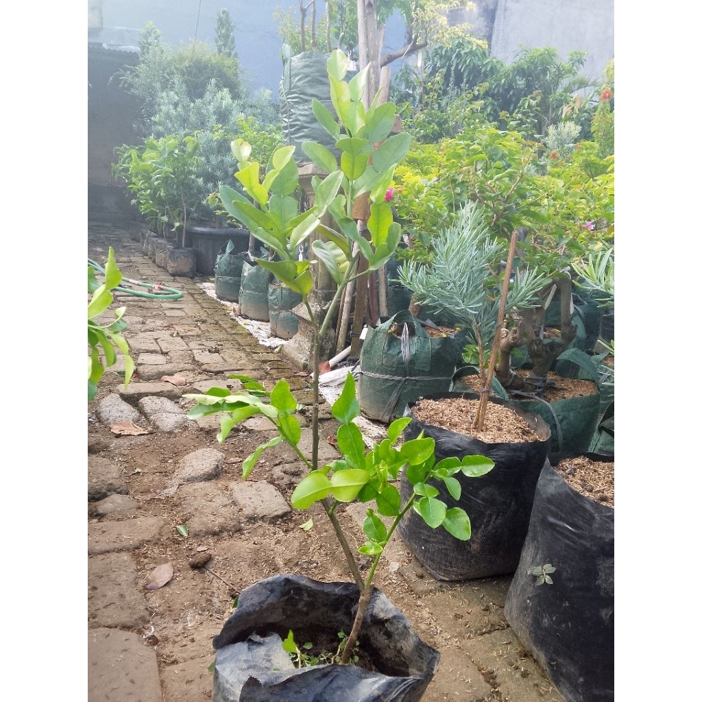 pohon jeruk purut hidup
