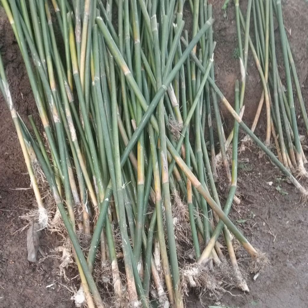 Tanaman Hias Bambu Jepang