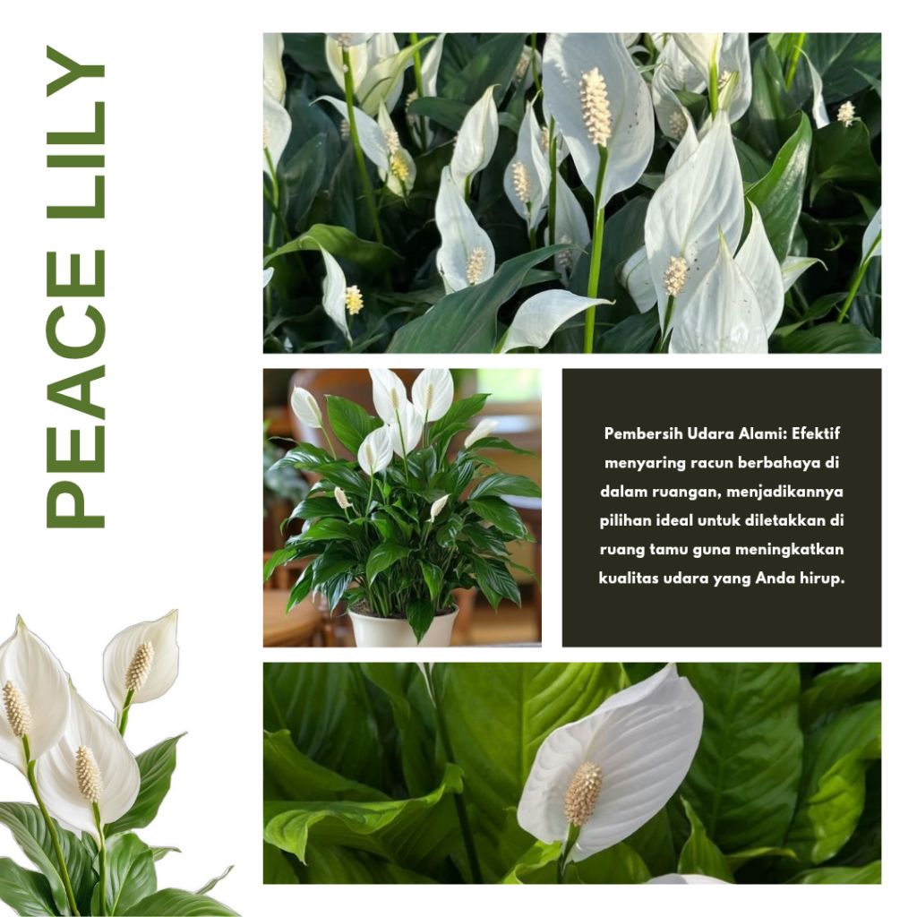 Peace Lily ~ Tanaman Pembersih Udara (Sudah Berbunga & Rimbun)