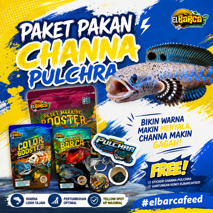 PAKET PAKAN CHANNA PULCHRA (Push Sirip Fin Ekor Biru, Yellow Spot, Full Dot) + Sticker Channa Gratis