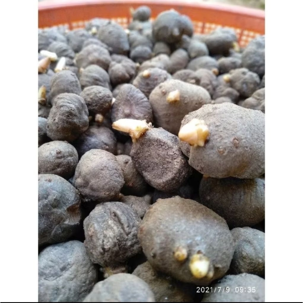 BIBIT PORANG SUPER ASLI DORMAN / BIBIT KATAK PORANG / KATAK PORANG / KATAK DORMAN / AMORPHOPHALLUS K