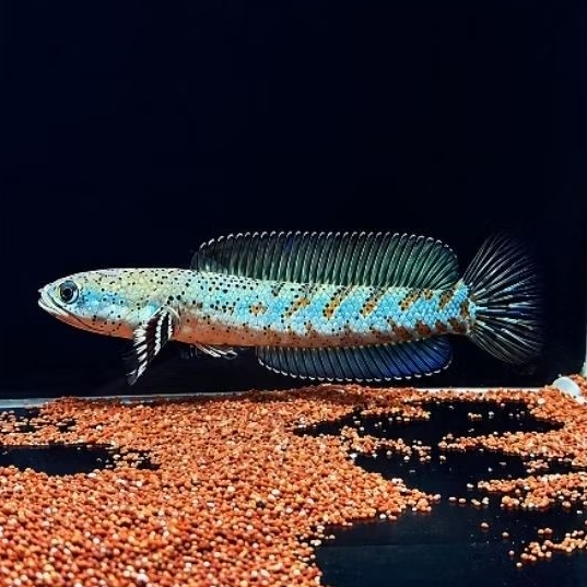 Channa blue pulchra 7-8cm bahan progres