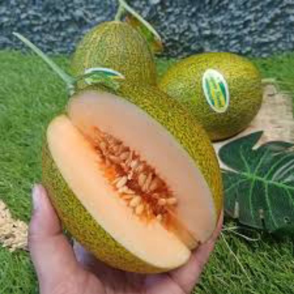 BIJI BENIH MELON HAMI GUA 7 BUTIR
