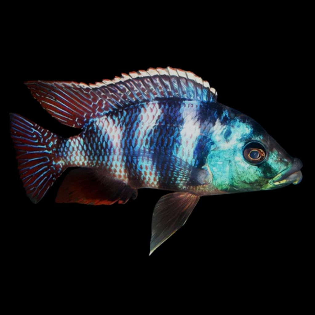 MILOMO VC-10 | MILOMO CICHLID | CICHLID AFRIKA