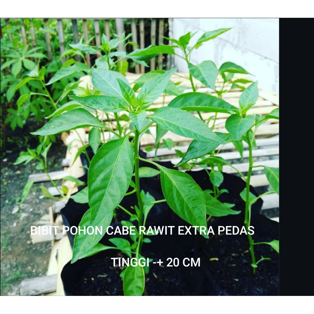 BIBIT POHON CABE RAWIT SIAP TANAM / POHON ( TINGGI -+ 25 CM ) KHUSUS JABODETABEK DAN PULAU JAWA