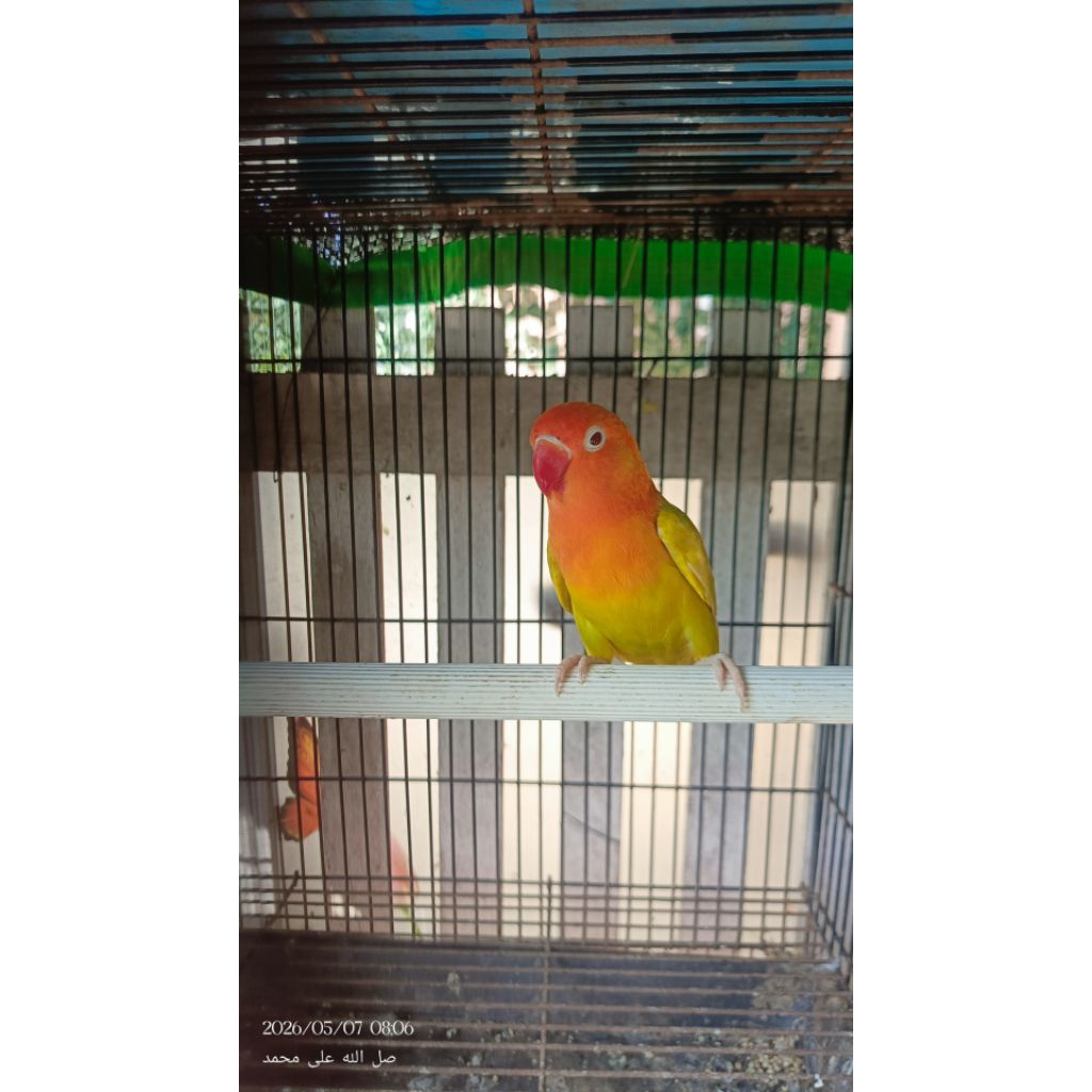 Lovebird biola