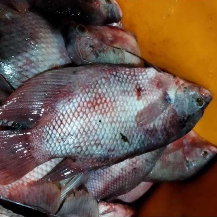 Ikan Gurame Utuh Isi 3-5 Ekor Frozen 1Kg