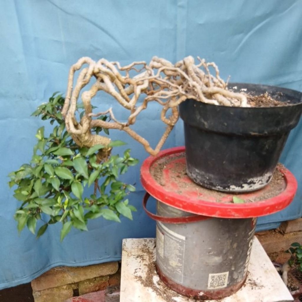 bonsai sakura micro