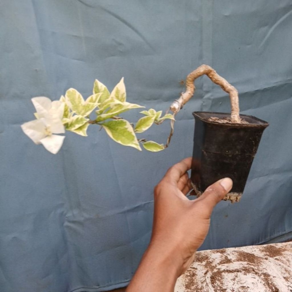 bonsai bugenvil unik