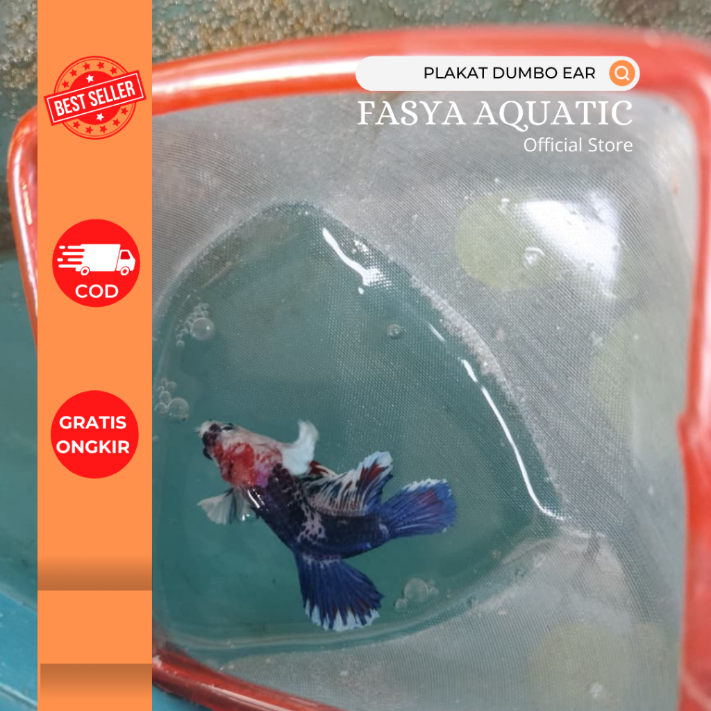 Ikan Cupang Plakat Dumbo Ear Jantan