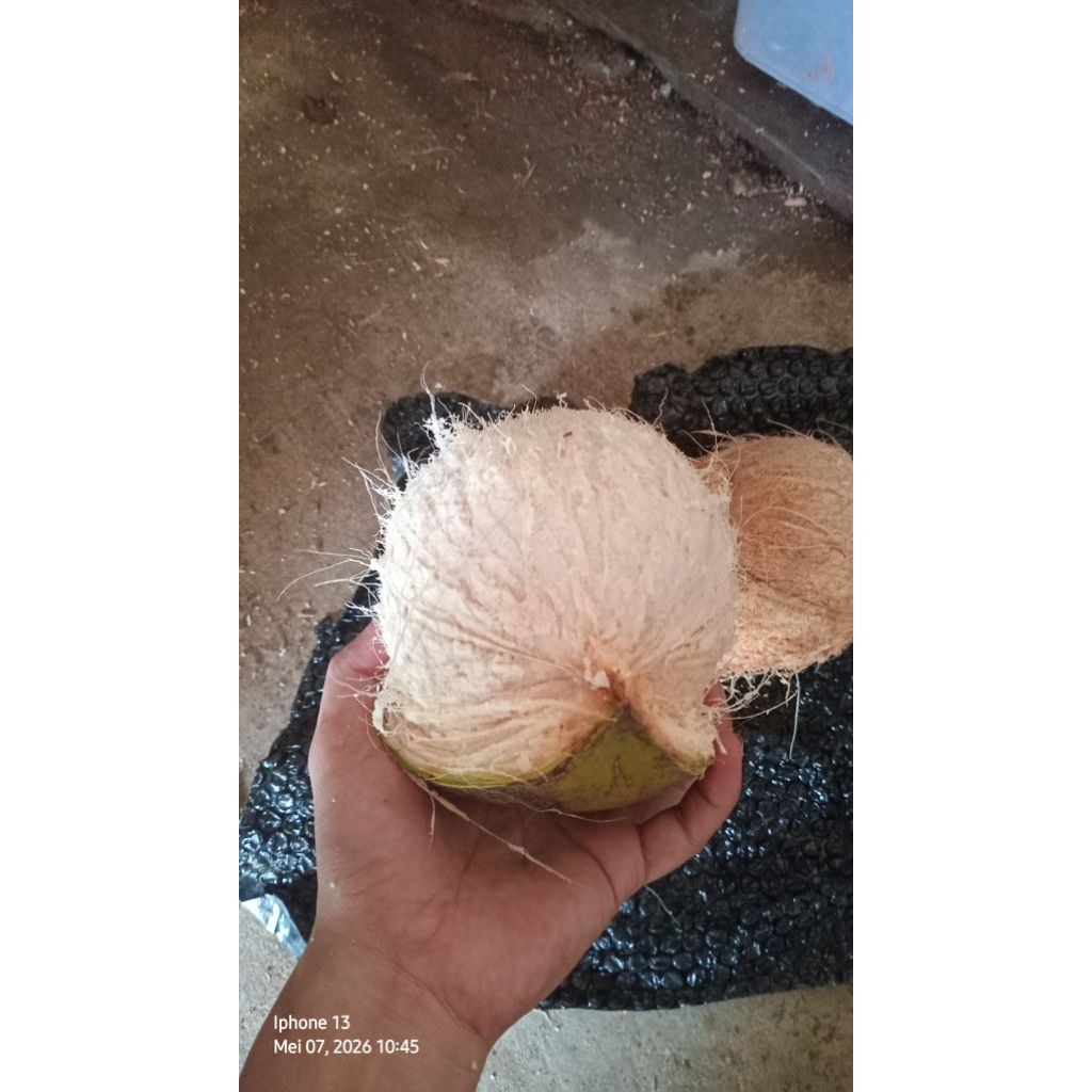 KELAPA SETENGAH TUA (500/600gram) BAHAN URAP/SERUNDENG