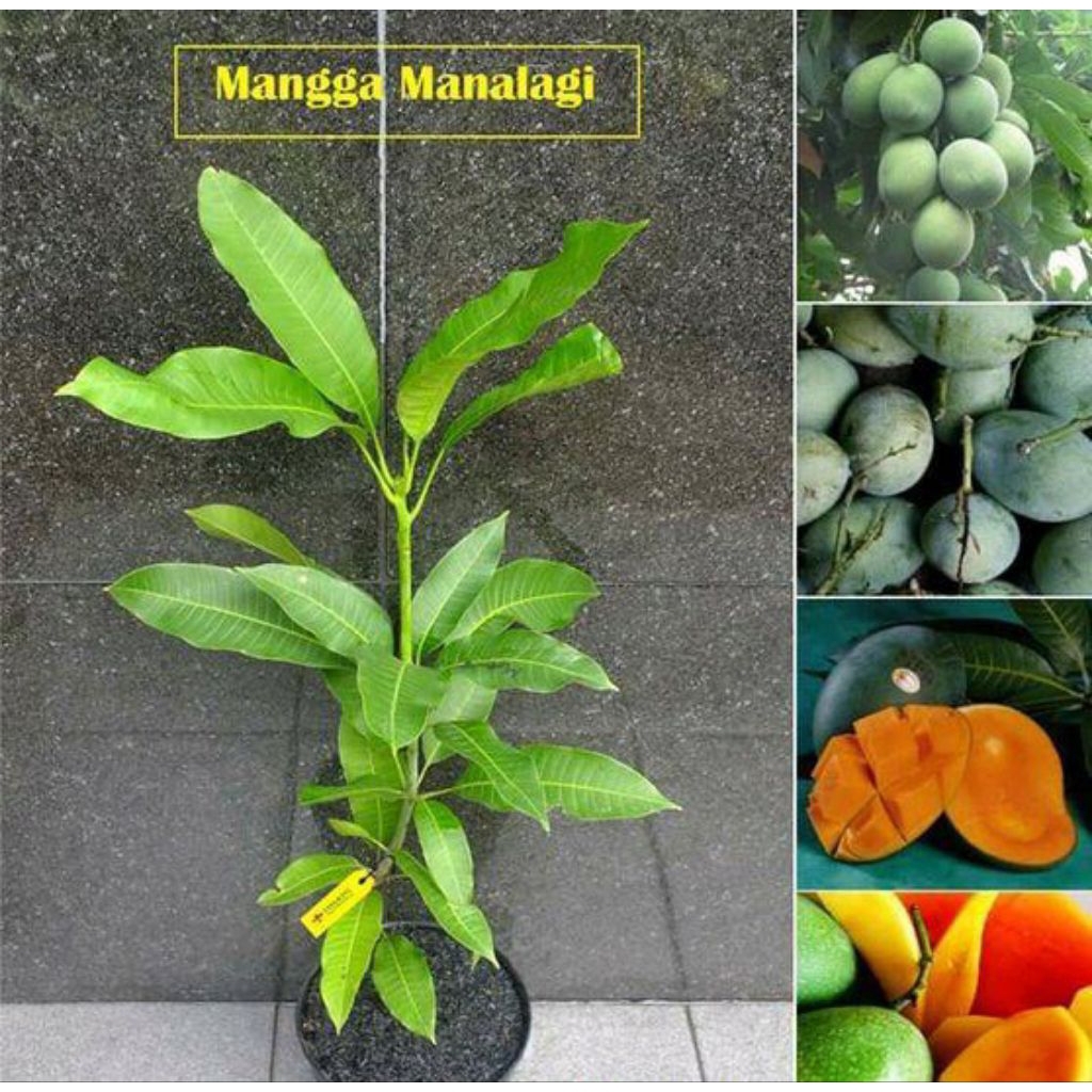 Bibit mangga manalagi  super