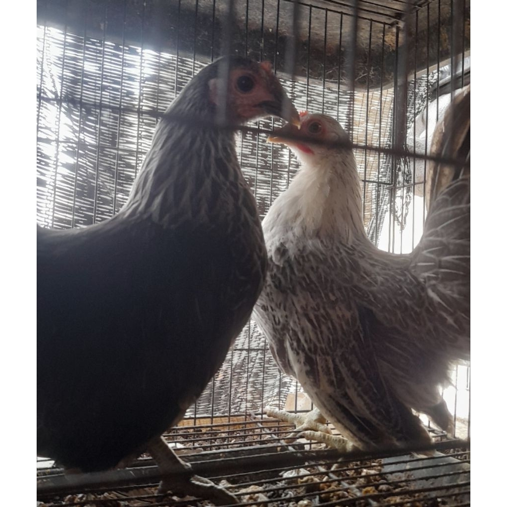 AYAM KATE BETINA KAKI PENDEK SATUAN "ayam sesuai foto dan video"