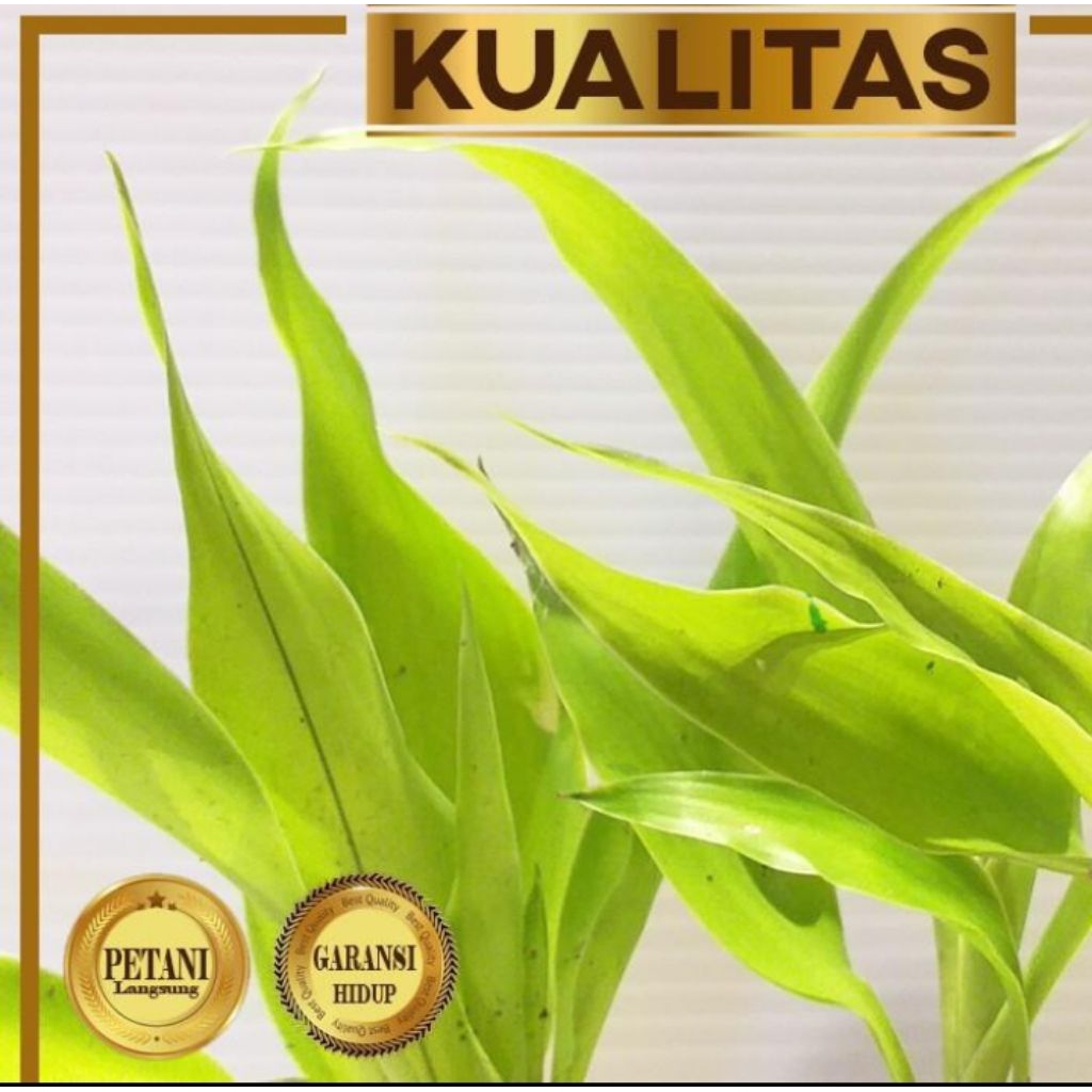 10 Pot Sri Rejeki Golden Tanaman Air