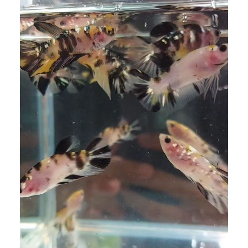 hiasan yellow koi copper