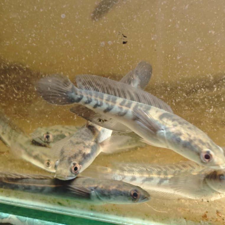 Ikan Channa Yellow Sentarum Asli Kualitas Terbaik