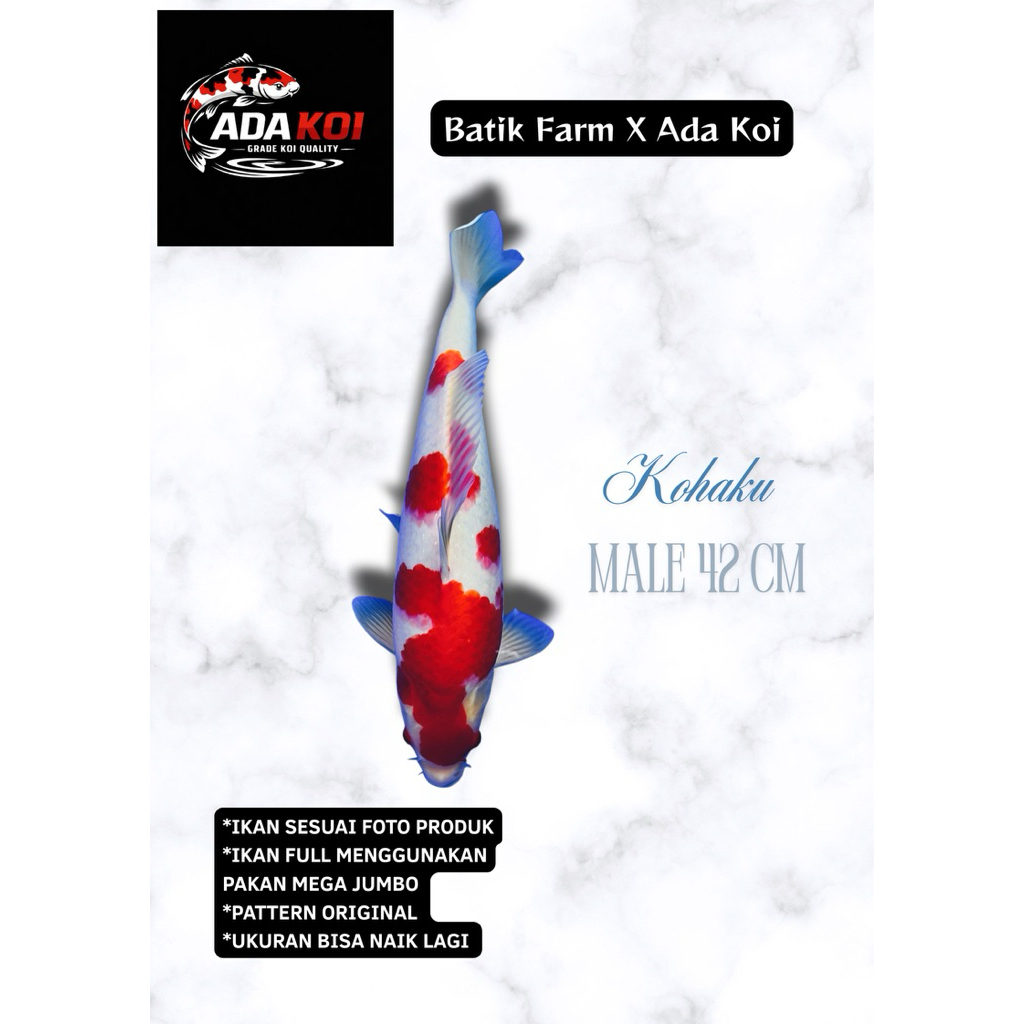 Kohaku HQ - Ikan Koi HQ - Koi Blitar - Ikan Koi