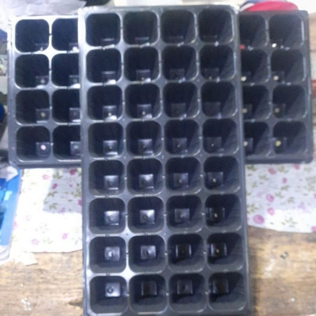 cuci gudang tray semai 32 lubang besar trai papan tempat bibit benih tanaman p55cm x L30cm