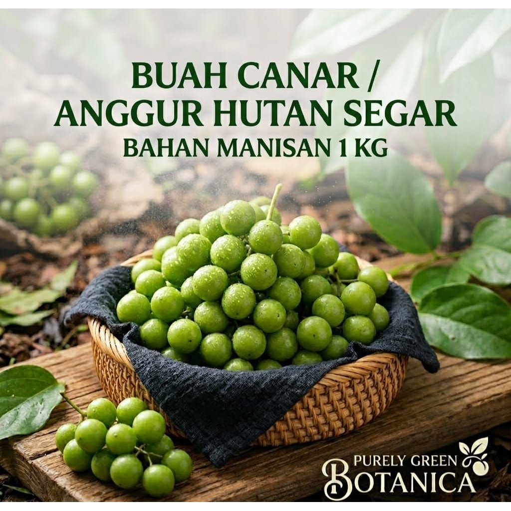 Buah Canar atau Anggur Hutan Segar (1 kg)
