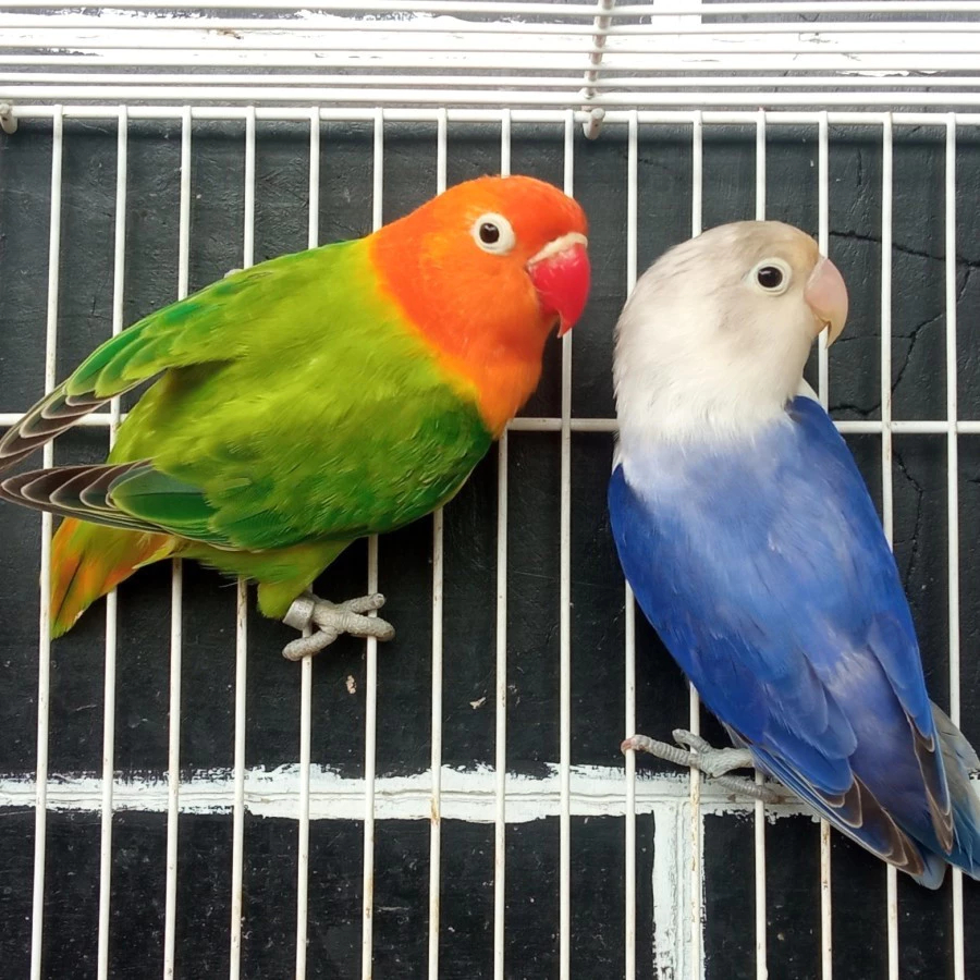 Burung Lovebird Sepasang Biola Green dan Biola Vio Indukan