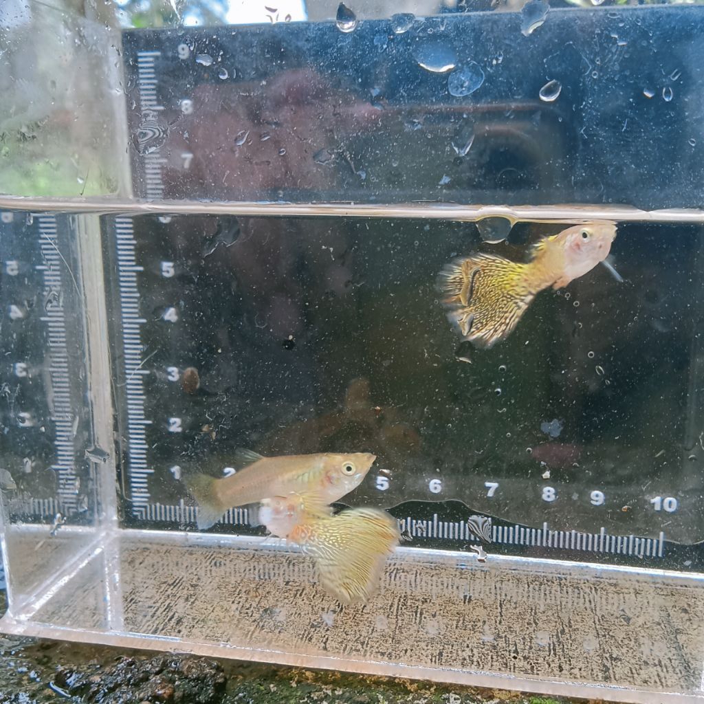 Guppy Yellow kobra sepasang