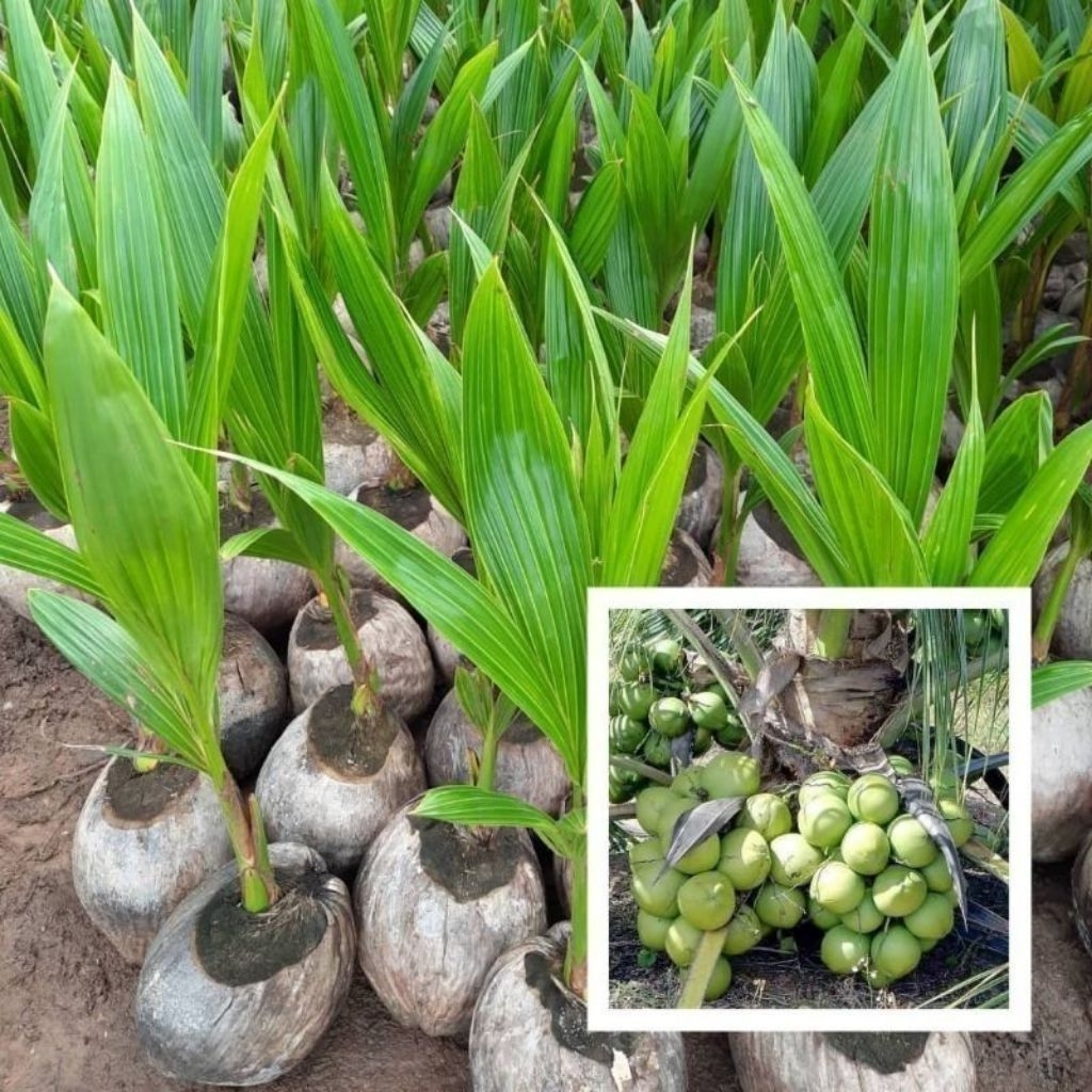 bibit kelapa hibrida // kelapa hibrida hijau super Murah