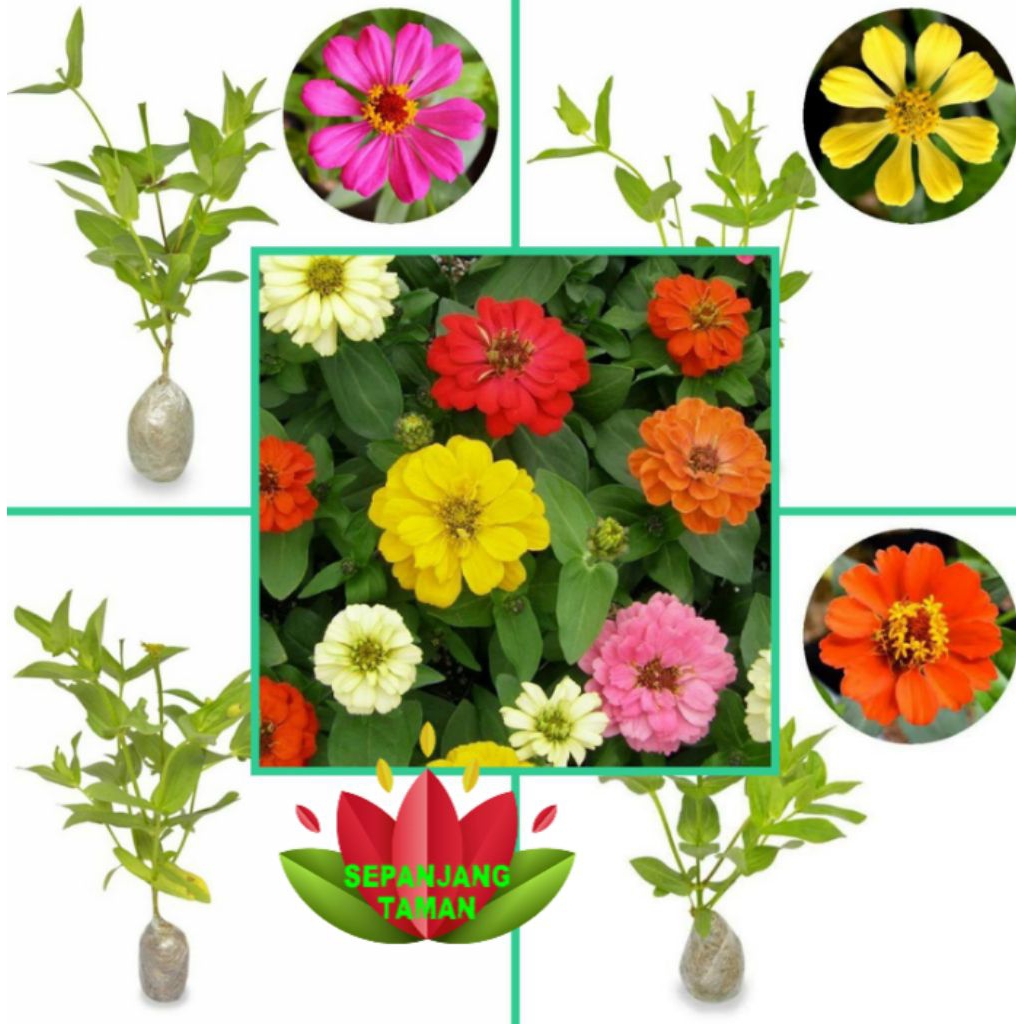 Paket 10 Bunga Zinnia Mix Warna / Tanaman Hias Bunga Kertas Zenia Berbunga / Paket Hemat 10 Bunga Ke