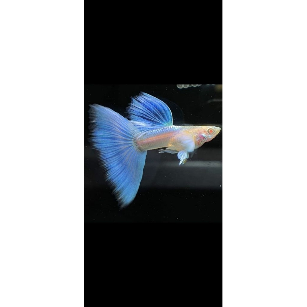 Guppy Albino Sky Blue