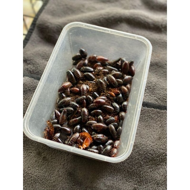 Umpan Mancing Kecoa Batu Ceremende 50gram
