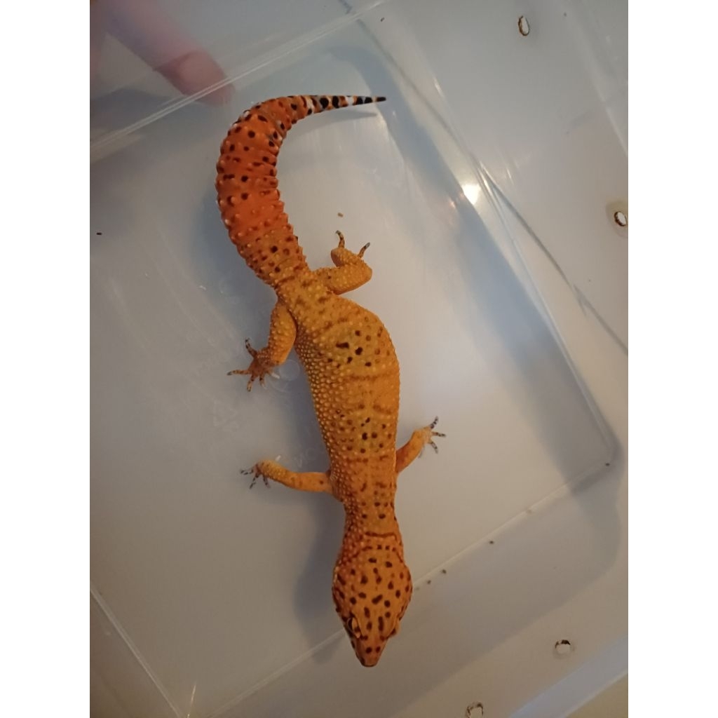 Leopard Gecko Dewasa Adult