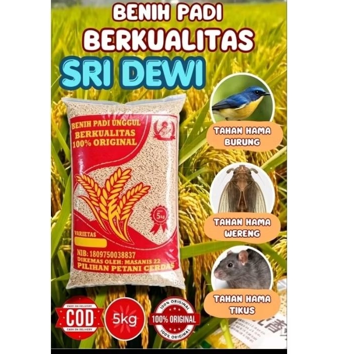 BENIH PADI SRI DEWI BERKUALITAS KEMASAN 5KG