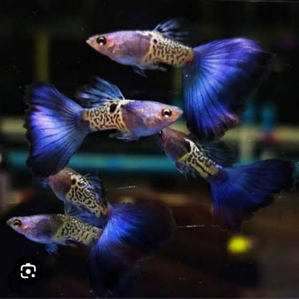 IKAN GUPPY BLUE TAIL