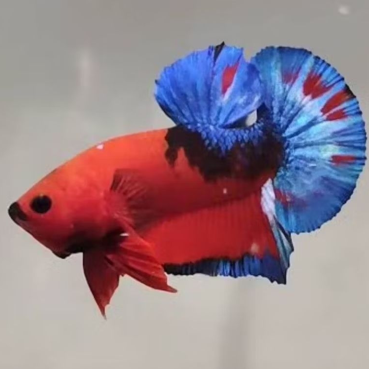 Ikan Cupang Hellboy Bold - Warna Merah Pekat - Sehat Aktif