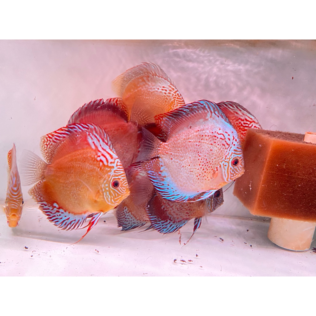 paket ikan discus 3 ekor uk 3in