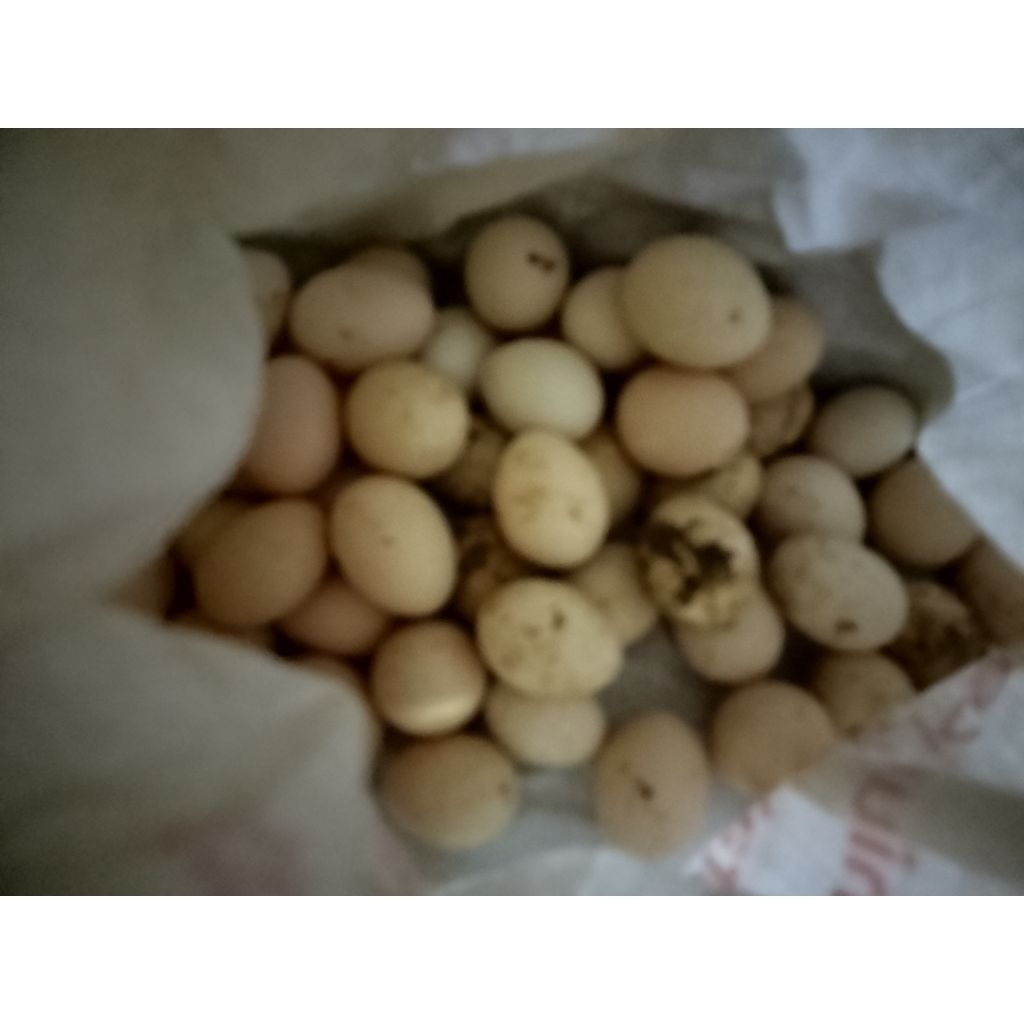 telur ayam elba fertil telur ayam kampung elba